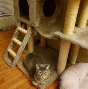 Meet your Posher, Amber